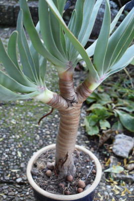 Aloe, Rosen 002.JPG