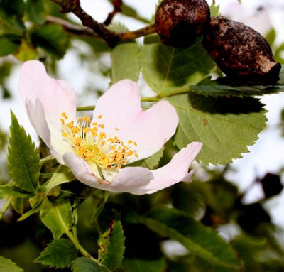 heckenrose1.jpg
