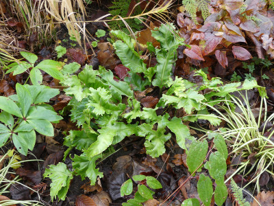2021-11-24 Farne Asplenium scolopendrium 1.jpg