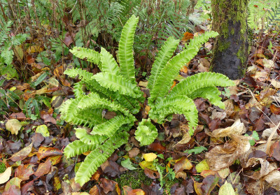 2021-11-24 Farne Asplenium scolopendrium 'Franz Hahn' 1.jpg