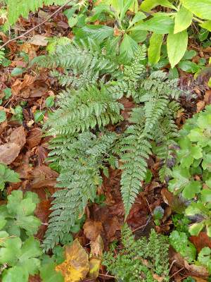 2021-11-24 Farne Polystichum neolobatum.jpg
