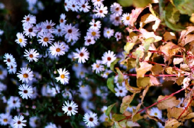 aster_2.JPG