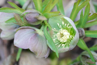 H.purpurascens_Blute_08.jpg