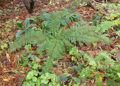 2021-11-24 Farne Polystichum setiferum 1.jpg