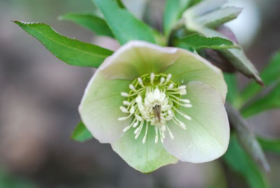 H._purpurascens_Samling_08.jpg