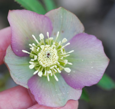 H._purpurascens_2.Kind_.jpg