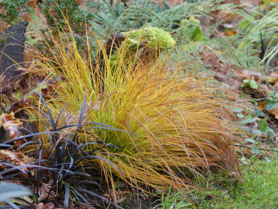 2021-11-24 Carex 'Raureif' 3.jpg