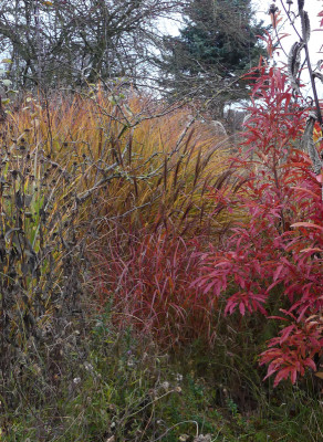 2021-11-24 Miscanthus 'Red Chief' 2.jpg