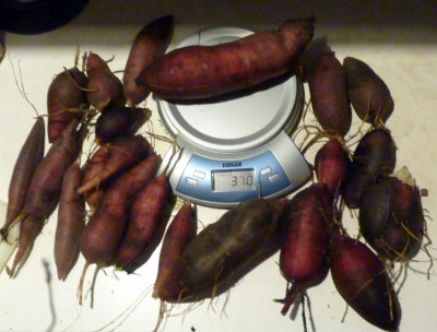 P1100814.JPG
