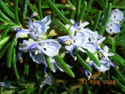 Rosmarin_-officinalis.JPG