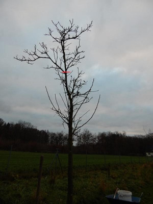 Walnussbaum.II.jpg - Kopie - Kopie.JPG