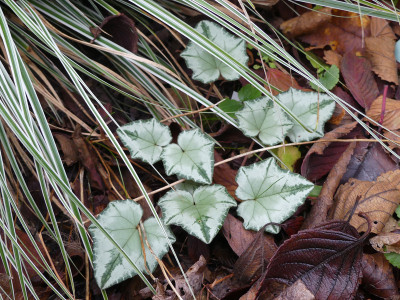 2021-11-25 Cyclamen hederifolium.jpg
