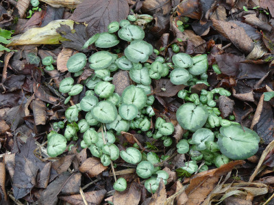 2021-11-25 Cyclamen coum.jpg
