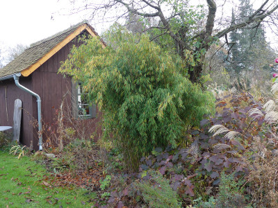 2021-11-25 Garteneinblick 7.jpg