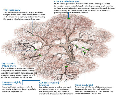 041105302_pruning_laceleaf_japanese_maple_xlg.jpg
