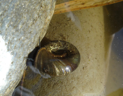 schnecke-003.jpg