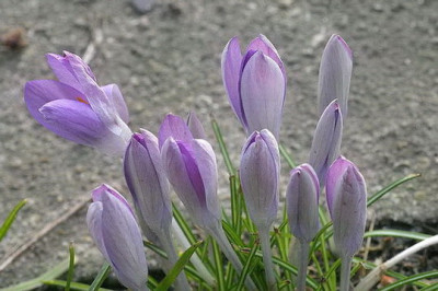 Crocus_P.jpg