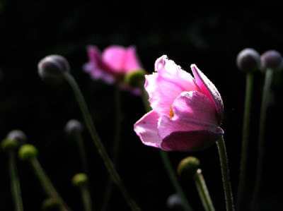 Herbstanemone-Okt-1.jpg