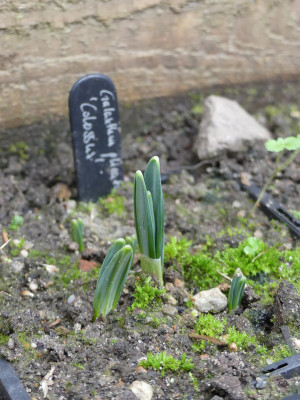 2021-11-26 Galanthus 'Colossus'.jpg