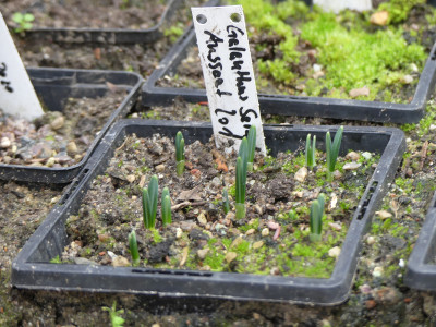2021-11-26 Galanthus 3.jpg