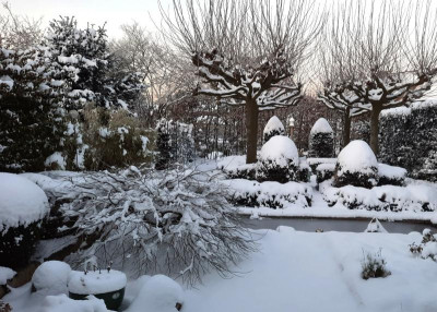 Ahorn im Schnee.jpg
