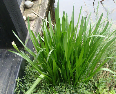 Leucojum aestivum.jpg