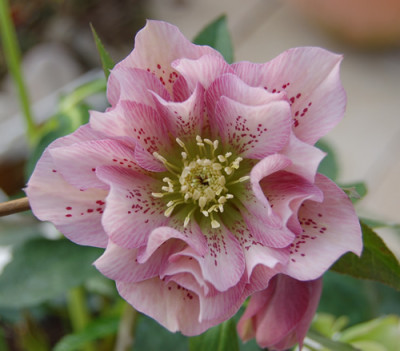 Helle_gefuellte__Sommersprossige_DSC_19611_01.jpg