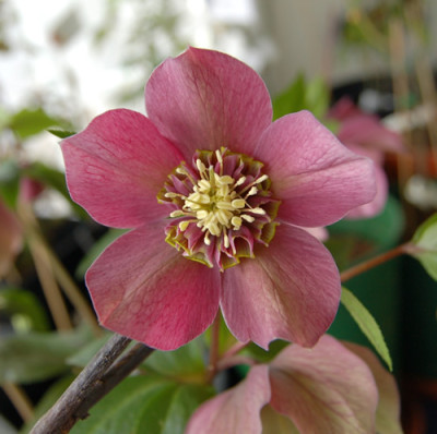 Helleborus_mit_Rueschen_0010__DSC_19630_4.jpg