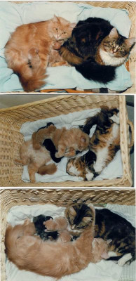 cats1.jpg