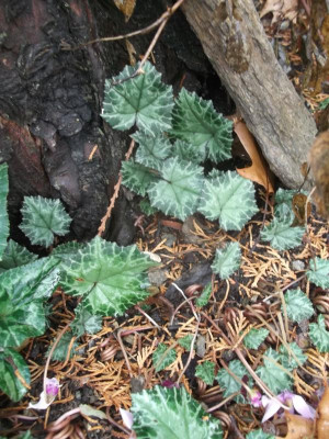 DSCF4609.JPG