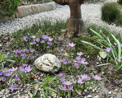 Crocus minimus.jpg