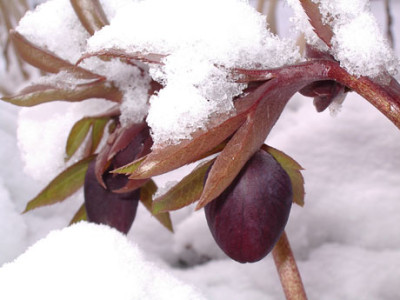Helle-rauchpurpur-Schnee.jpg