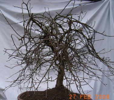 Hangebuche_Fagus_sylvatica_pendula.JPG