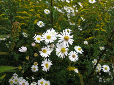 Aster weiss hoch Detail (1).JPG