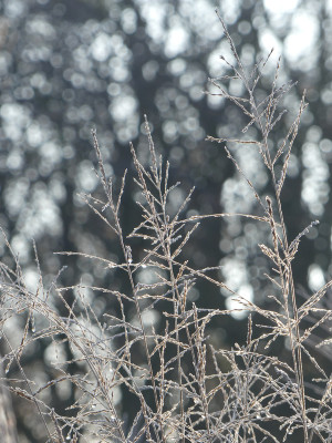 2021-11-28 Gartenimpressionen 5.jpg