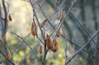2021-11-28 Gartenimpressionen 11.jpg