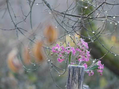 2021-11-28 Gartenimpressionen 13.jpg