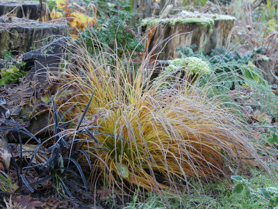 2021-11-28 Gartenimpressionen 51.jpg