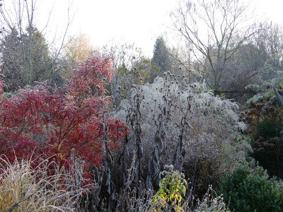 2021-11-28 Gartenimpressionen 55.jpg