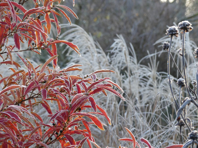 2021-11-28 Gartenimpressionen 57.jpg