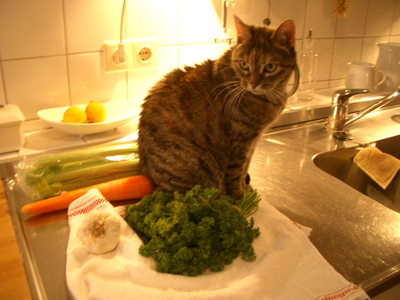 katzeneintopf.jpg