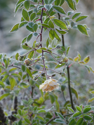2021-11-28 Gartenimpressionen 60.jpg