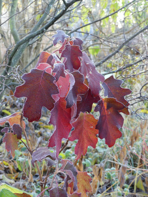 2021-11-28 Gartenimpressionen 61.jpg