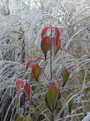 2021-11-28 Gartenimpressionen 62.jpg