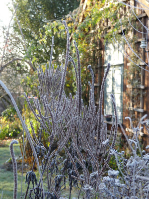 2021-11-28 Gartenimpressionen 63.jpg