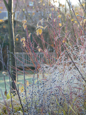 2021-11-28 Gartenimpressionen 15.jpg
