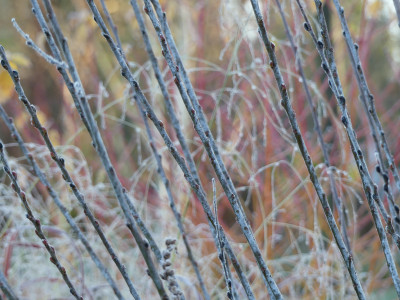 2021-11-28 Gartenimpressionen 16.jpg