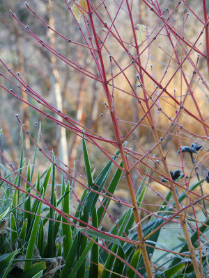 2021-11-28 Gartenimpressionen 17.jpg