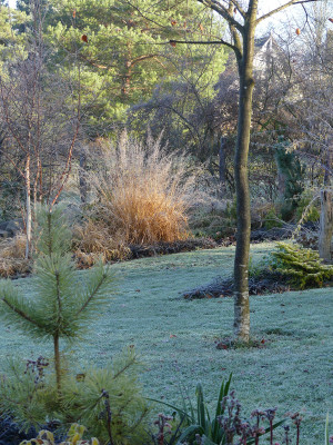 2021-11-28 Gartenimpressionen 19.jpg