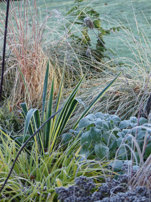 2021-11-28 Gartenimpressionen 20.jpg